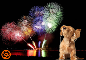 Így gondoskodj kutyád biztonságáról a tűzijáték ideje alatt