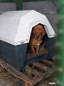 Új kutyaházakat vásárolt az önkormányzat a gyáli gyepmesteri telepre