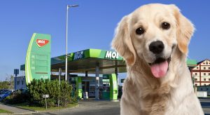 Kutyabarát töltőállomássá vált a gyáli Mol benzinkút is